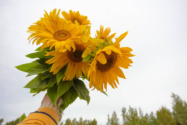 У руці букет соняшників, на тлі хмарного неба
 - Фото, зображення