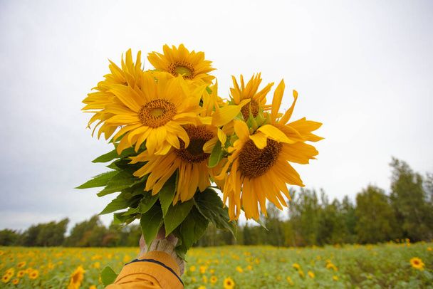 In der Hand ein Strauß Sonnenblumen, vor dem Hintergrund eines bewölkten Himmels - Foto, Bild