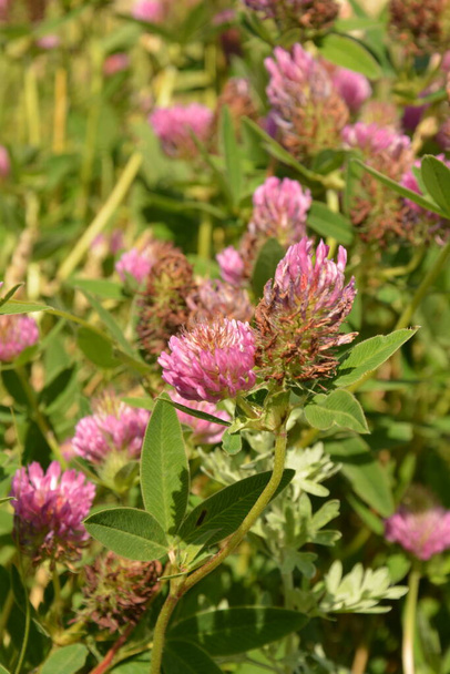 pink clover flowers on green meadow.Red Clover (trifolium pratense) flowerhead.Flowerhead.Flowering meadow in spring, flowering clover in meadow - Фото, изображение