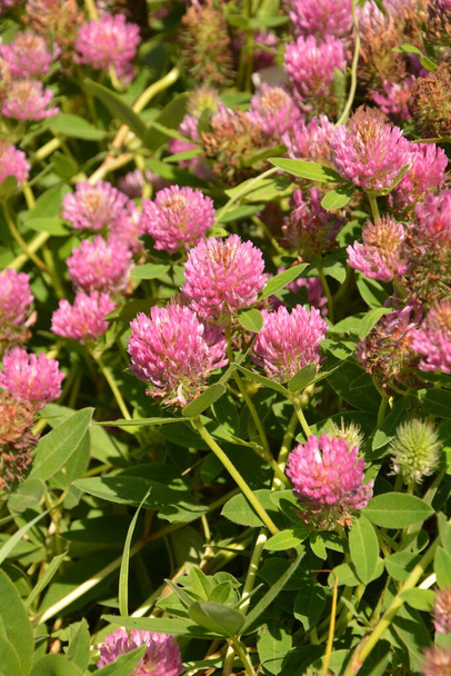 flores de trébol rosa en el prado verde. trébol rojo (trifolium pratense) flowerhead.Flowering pradera en primavera, trébol de flores en el prado - Foto, Imagen