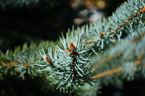 Fir branches blue spruce at sunny day.Close up. - Photo, Image