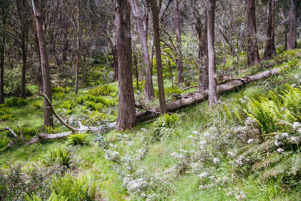 Klingsporn Trail Mt Buller Australia - Photo, Image