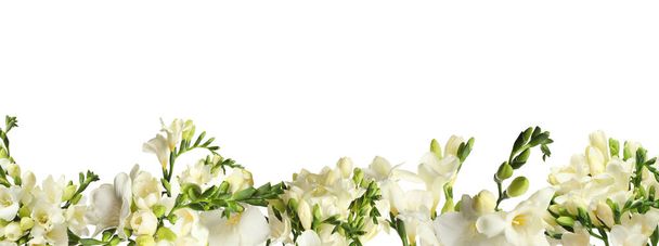 Set with beautiful fragrant freesia flowers on white background. Banner design - Foto, Imagen
