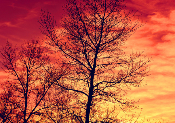 φύλλα του δέντρου brunches στο κόκκινο ουρανό φόντο - Φωτογραφία, εικόνα