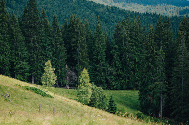 Piękny krajobraz Karpat Ukraińskich. Górska łąka na tle lasu iglastego. - Zdjęcie, obraz
