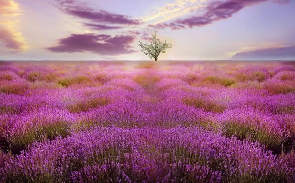 Beautiful lavender field with single tree under amazing sky at sunset - Photo, Image