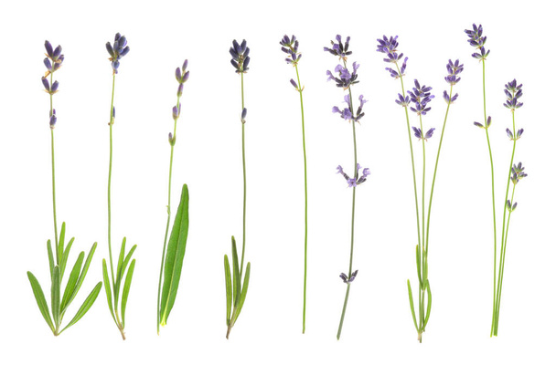 Set of lavender flowers on white background - Фото, зображення