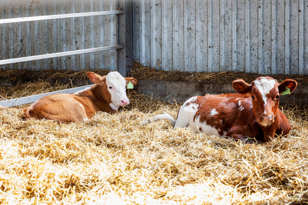 Calves lie in the hay. Love and affection for pets. - Foto, immagini