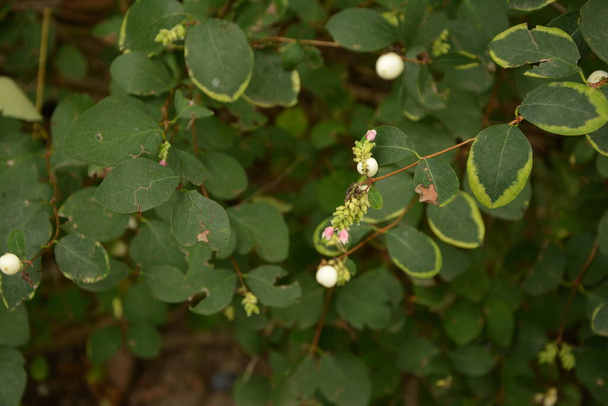 Symphoricarpos albus (Snowberry) rostlina s bílými bobulemi. Caprifoliaceae nebo čeledi zimolezu. - Fotografie, Obrázek