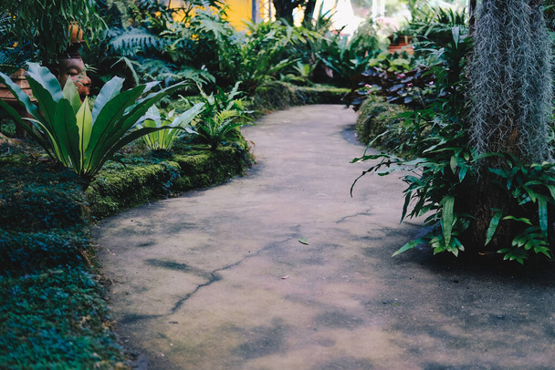φυτική δενδροκομία διακόσμηση σε κήπο πάρκο - Φωτογραφία, εικόνα