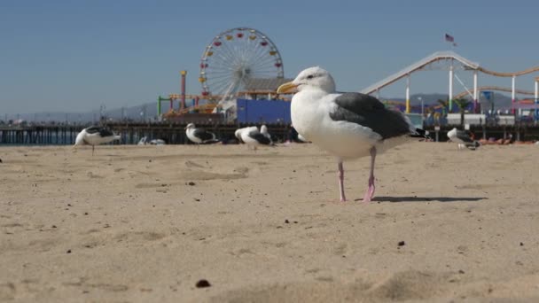 Sea gulls on sunny sandy california beach, classic ferris wheel in amusement park on pier in Santa Monica pacific ocean resort. Summertime iconic view, symbol of Los Angeles, CA USA. Travel concept - Footage, Video