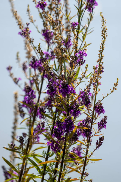 夏の終わりに死んでいく紫色のToad亜麻(Linaria purpurea) - 写真・画像