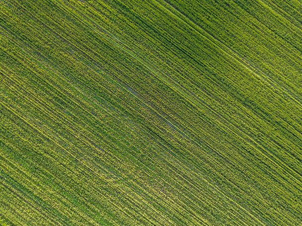 Green agricultural field. Aerial drone view. - Photo, Image