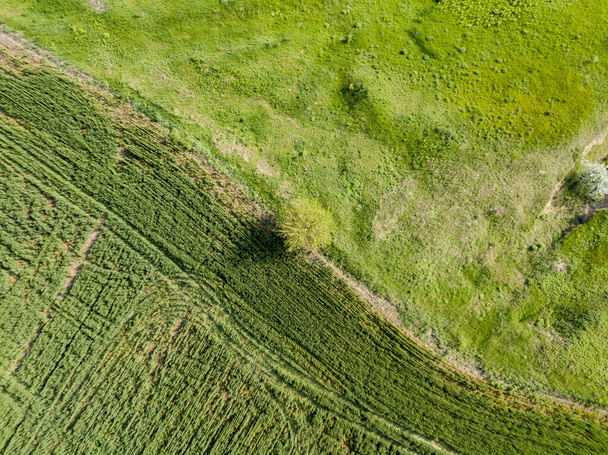 Zielona łąka w słoneczną pogodę. Widok drona z powietrza. - Zdjęcie, obraz