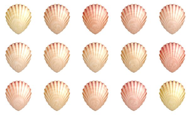  sea shell shellfish isolated - Photo, Image