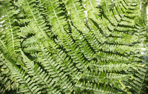 Fond végétal de feuilles de fougère, traité avec des filtres en photoshop. Orientation horizontale - Photo, image