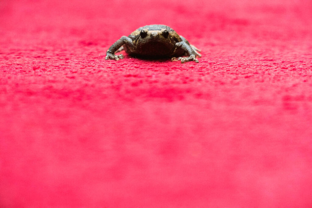 Banded bullfrog κοιτάζοντας την κάμερα στο κόκκινο χαλί - Φωτογραφία, εικόνα