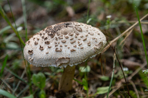 Parasol mushroom Macrolepiota procera close-up grows in the grass in the forest. Horizontal orientation. High quality photo - Photo, Image