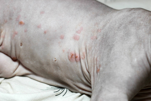 カナダのスフィンクスの種の猫の発疹。皮膚炎,食物アレルギー.皮膚の傷の治療. - 写真・画像