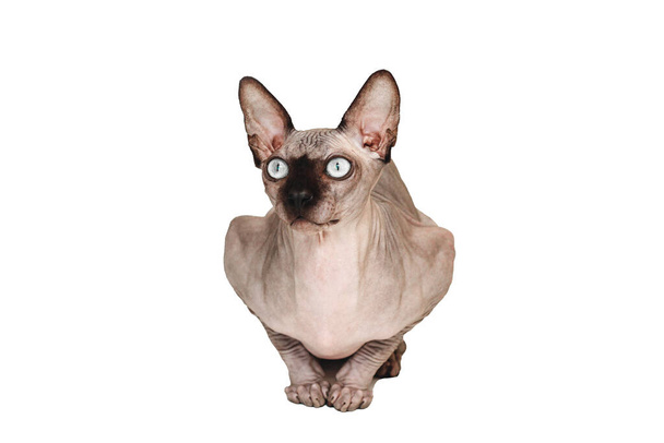 Sphynx cat isolated. Canadian sphinx with blue eyes sits on a white background. - Photo, Image
