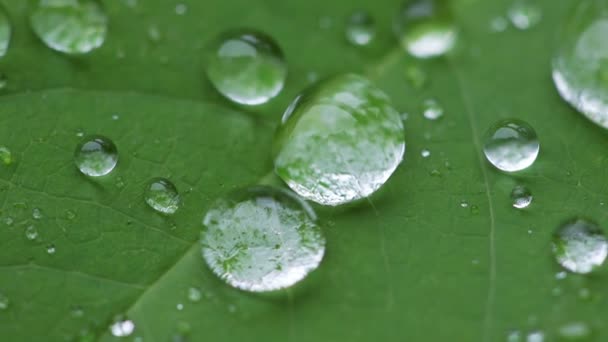 Water Drops on Leaf - Footage, Video