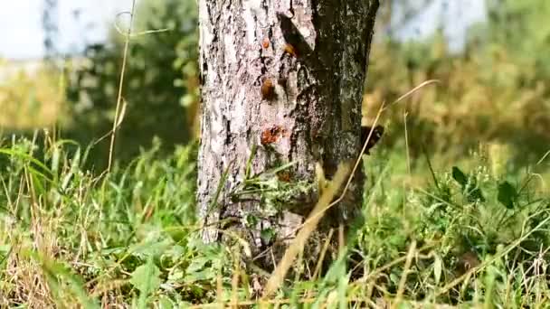 Bunte Schmetterlinge versuchen, sich auf einen Baumstamm zu setzen, um Saft zu schlemmen. - Filmmaterial, Video