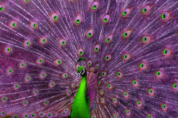 Анотація зелений і фіолетовий Павич - Фото, зображення