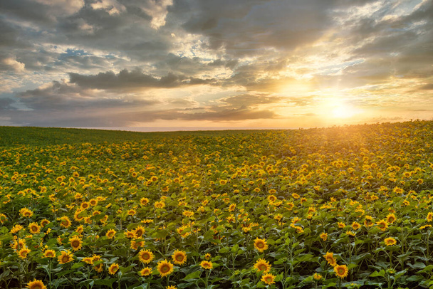Подсолнух на закате. Сельский сельскохозяйственный ландшафт затухающего солнца на горизонте с солнечными лучами над сельскохозяйственным полем подсолнухов - Фото, изображение