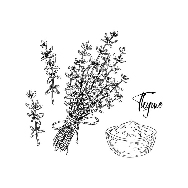 Kézzel rajzolt kakukkfű csokor és szárított fűszerek vektor illusztráció elszigetelt fehér. Növényi növény vintage skicc stílusban. Thymus vulgaris. - Vektor, kép