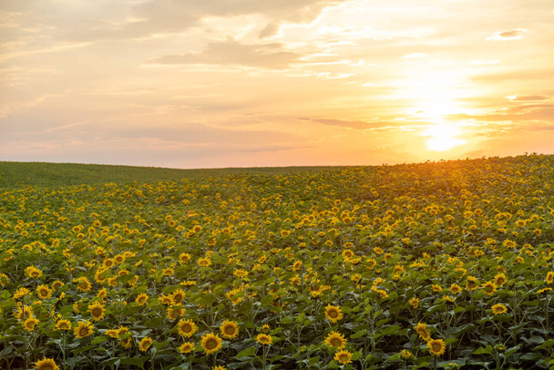 Соняшникове поле на заході сонця. Сільський сільськогосподарський ландшафт згасаючого сонця на горизонті з сонячними променями над соняшниками Сільськогосподарське поле
 - Фото, зображення