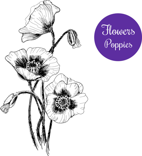 Poppies. - Vector, Image