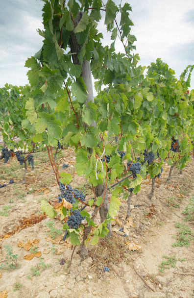 winogrona carignano del sulcis gotowe do zbioru, Giba, Południowa Sardynia - Zdjęcie, obraz