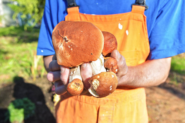 Cogumelos florestais colecionados em suas mãos. Mãos masculinas segurar cogumelos deliciosos frescos coletados na floresta. Um punhado de cogumelos selvagens nas mãos. Close-up de mãos masculinas segurando cogumelos. - Foto, Imagem