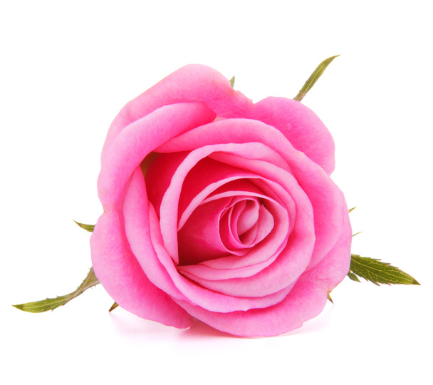 Pink rose flower head isolated on white background cutout - Фото, изображение
