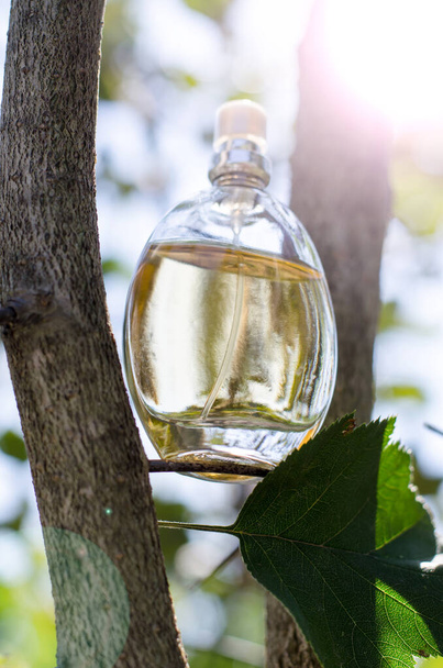 Una botella de perfume de mujer con ramas de árbol y luz solar. Perfume sobre fondo natural. - Foto, imagen