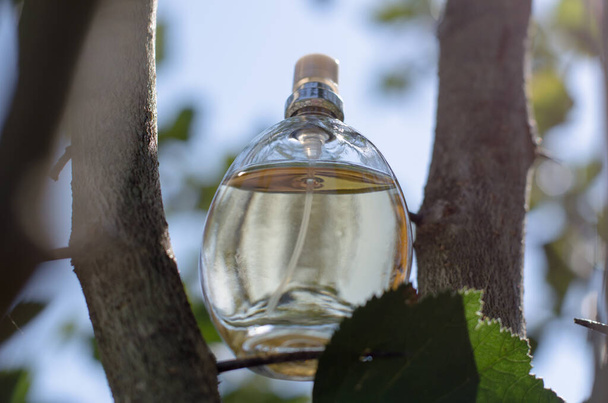 Female perfume bottle with tree branches. Perfume on a natural background. - Fotó, kép