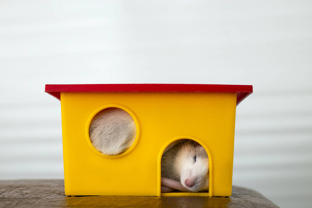 Lähikuva hauska valkoinen kotieläimenä rotta pitkät viikset nukkuu keltainen muovi lemmikkieläinten talo. - Valokuva, kuva