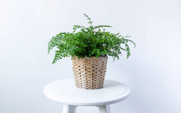 Curly green fern, also known as macho fern or Nephrolepis exaltata in a pot on white table. Plant is considered to be air purifying. white wall background - Valokuva, kuva