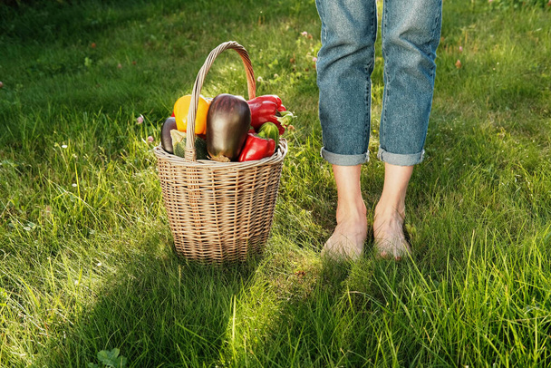 Woman in blue jeans near a Basket with autumn harvest of Peppers, Cucumbers, Eggplants, Parsley and Tomatoes on green grass background. Concept of gardening and harvesting. - Valokuva, kuva