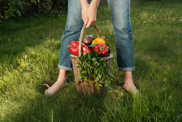 Woman in blue jeans holding in hands a Basket with autumn harvest of Peppers, Cucumbers, Eggplants, Parsley and Tomatoes on green grass background. Concept of gardening and harvesting. - 写真・画像
