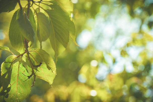 Fondo natural exterior de hojas y luz borrosa sin personas - Foto, Imagen