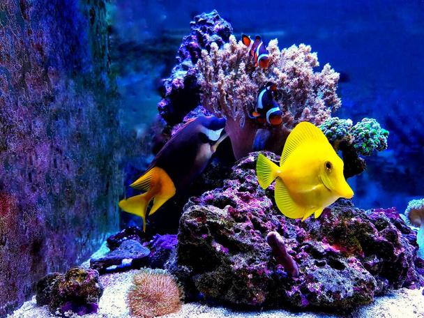 Kleurrijke zoutwatervissen zwemmen in koraalrif aquarium tank - Foto, afbeelding