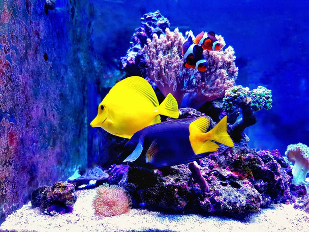 サンゴ礁水槽で泳ぐカラフルな海水魚 - 写真・画像