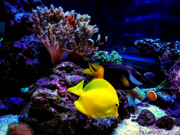 Colorful Saltwater fishes swimming in coral reef aquarium tank - Photo, Image