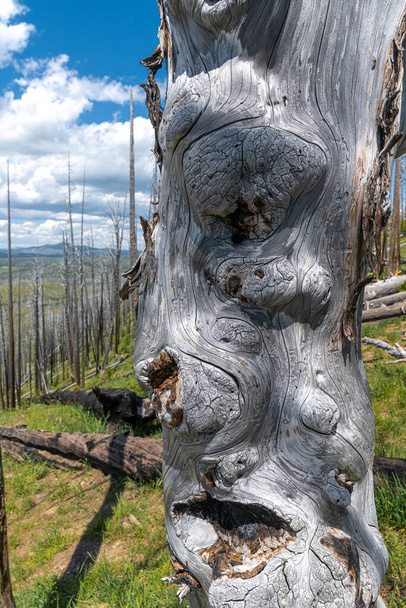 Égett fa a Butte-tavon Áttekintés, Yellowstone Nemzeti Park - Fotó, kép
