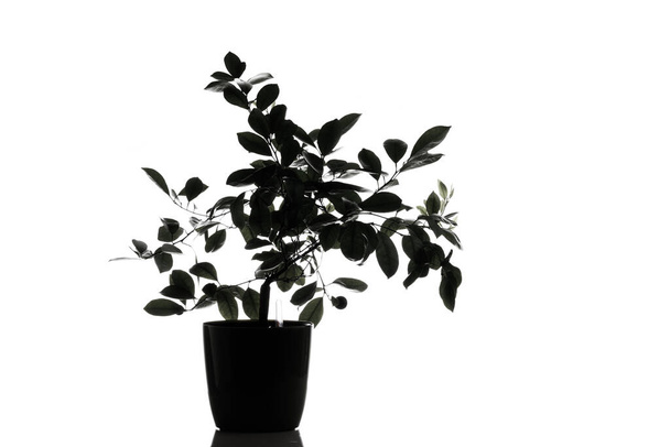  silueta negra del árbol de la mandarina, aislada en blanco - Foto, imagen