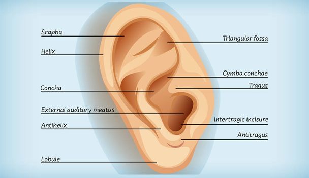 Anatomie de l'illustration de l'oreille externe - Vecteur, image