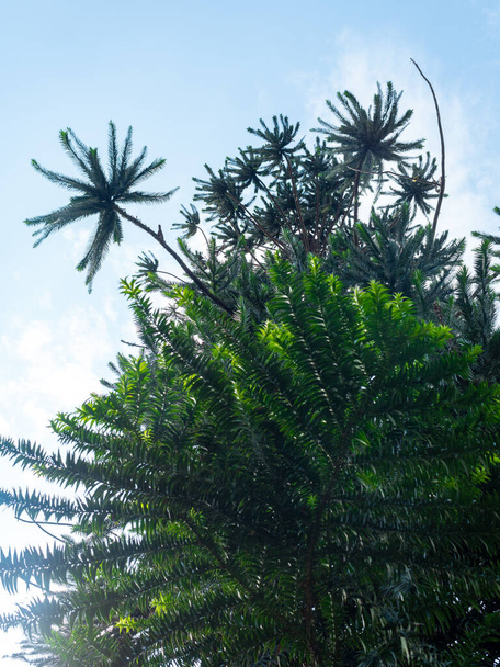 46 Capital Araucaria Royalty-Free Images, Stock Photos & Pictures