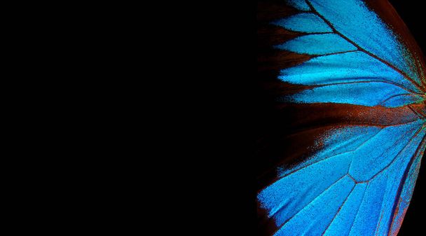 Alas de una mariposa Ulises. Alas de un fondo de textura de mariposa. Copiar espacio - Foto, imagen