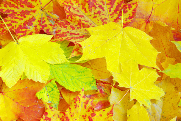 Maple leafs background - Foto, Imagen